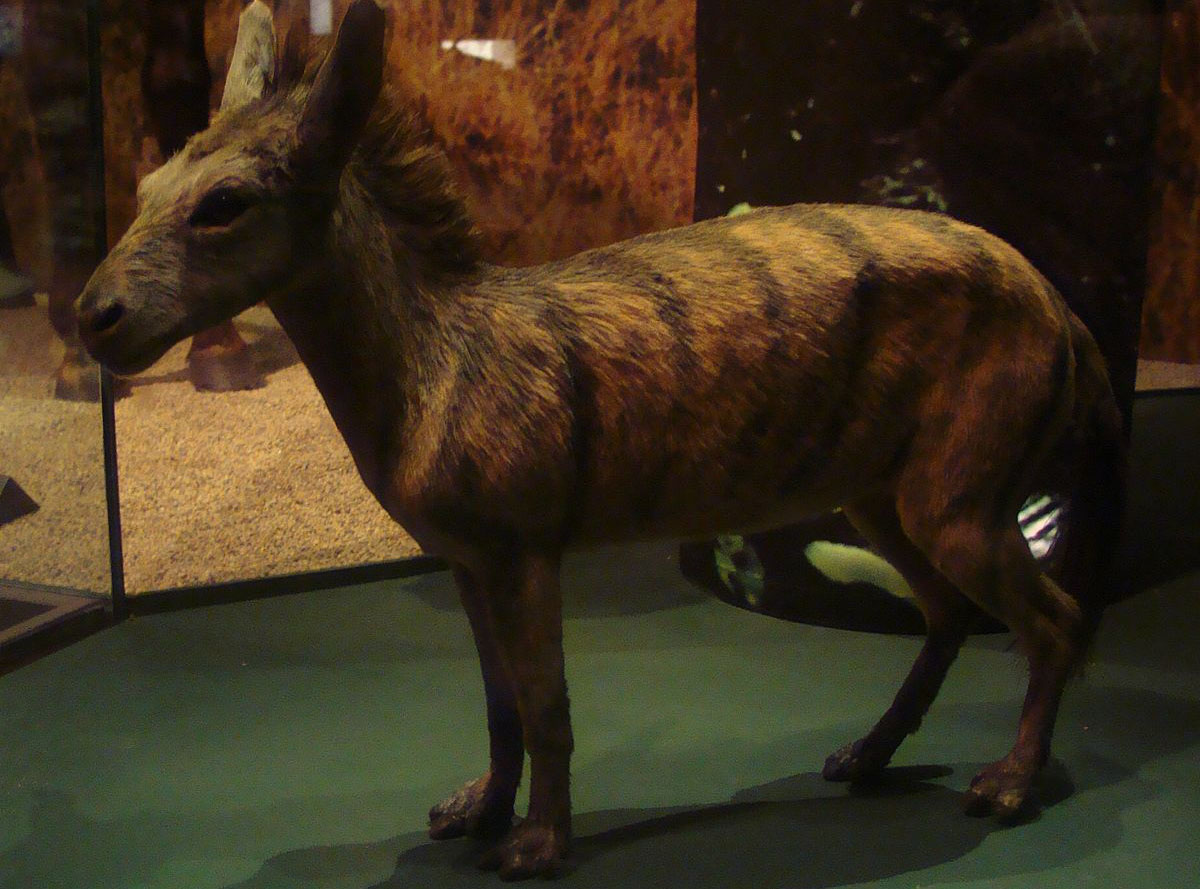 Arenahippus pernix ʼRR