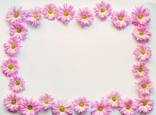 pink-daisies-2121592_960_720.jpg